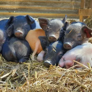 Winter Market Day on the Farm Image 1