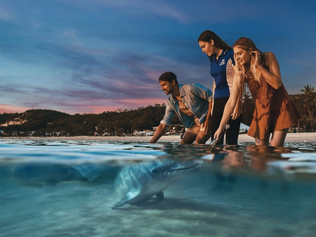 Wild Dolphin Feeding - Exclusive to guests of Tangalooma Island Resort. Conditions apply