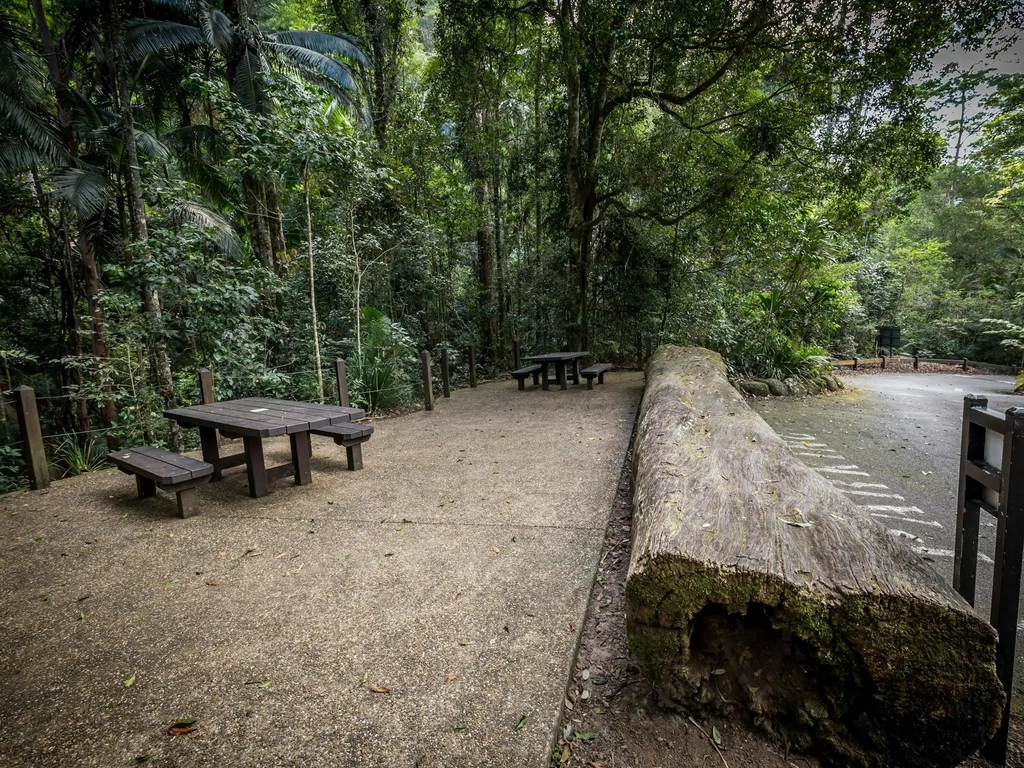 Two wooden picnic tables under green rainforest trees, next to a car park.