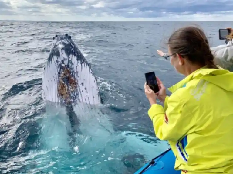 Gold Coast Whale Watching Small Boat Adventure Eco Tour