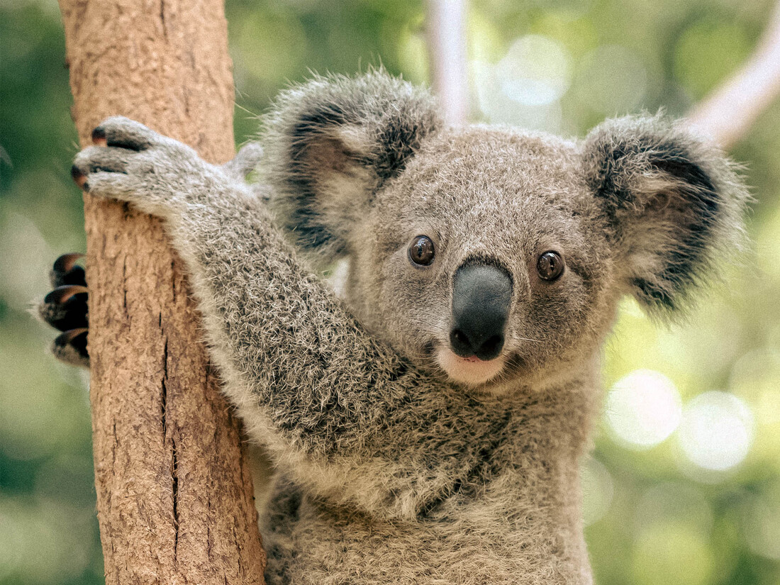 currumbin-wildlife-koala.jpg