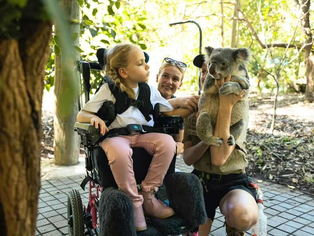A guest in a wheelchair and a staff member holding a koala during an encounter.