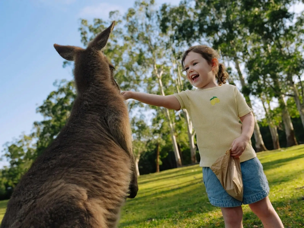Child hand feeding kangaroo