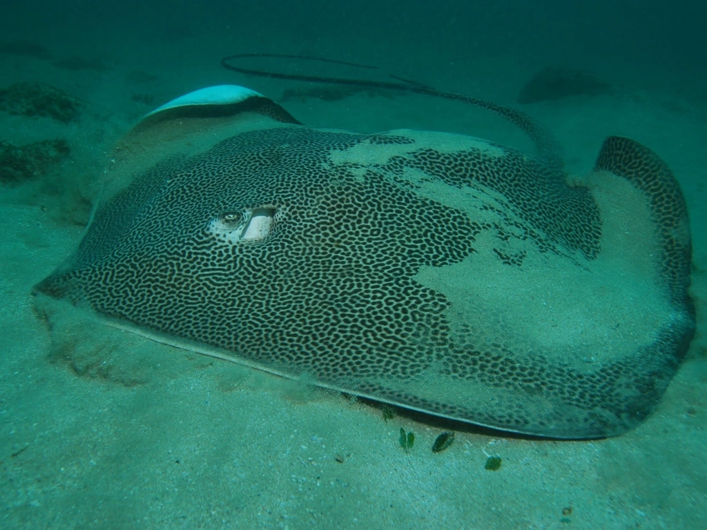 Kirra Reef