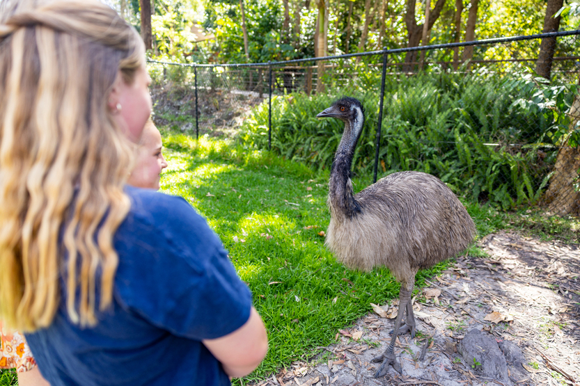 David Fleay Wildlife Park