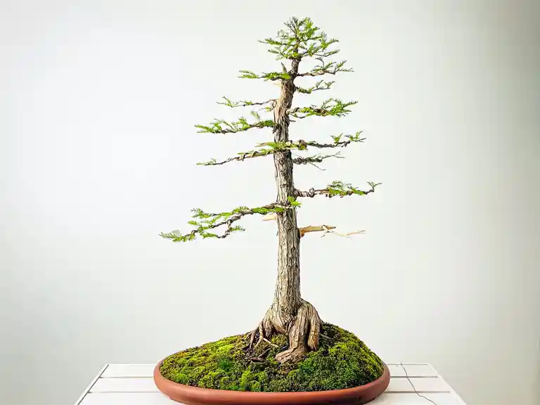 Learn to design and create your own bonsai - Mount Tamborine Sip 'n' Dip Image 3