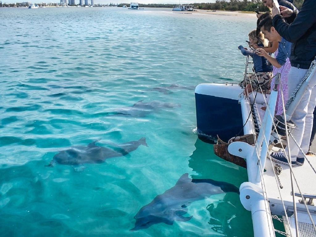 Charter a boat and spot dolphins on the Gold Coast