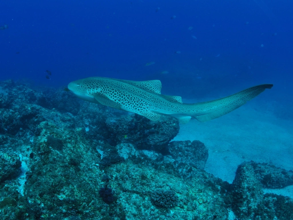 Palm Beach Reef