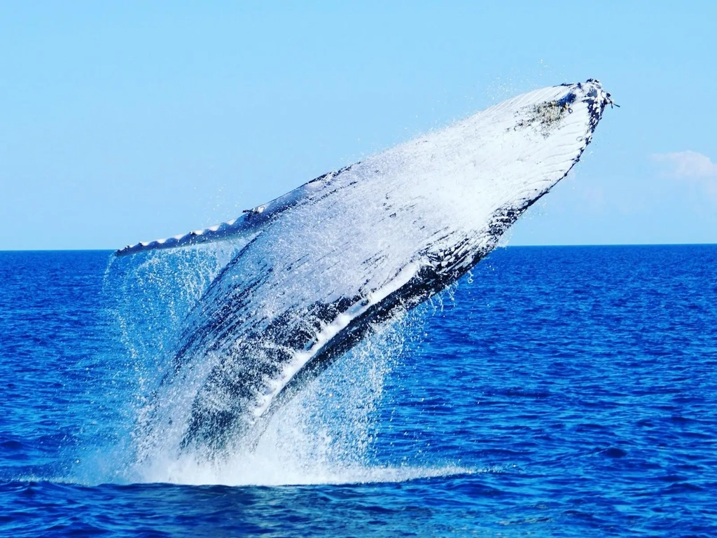 Humpback whale breaching in the ocean