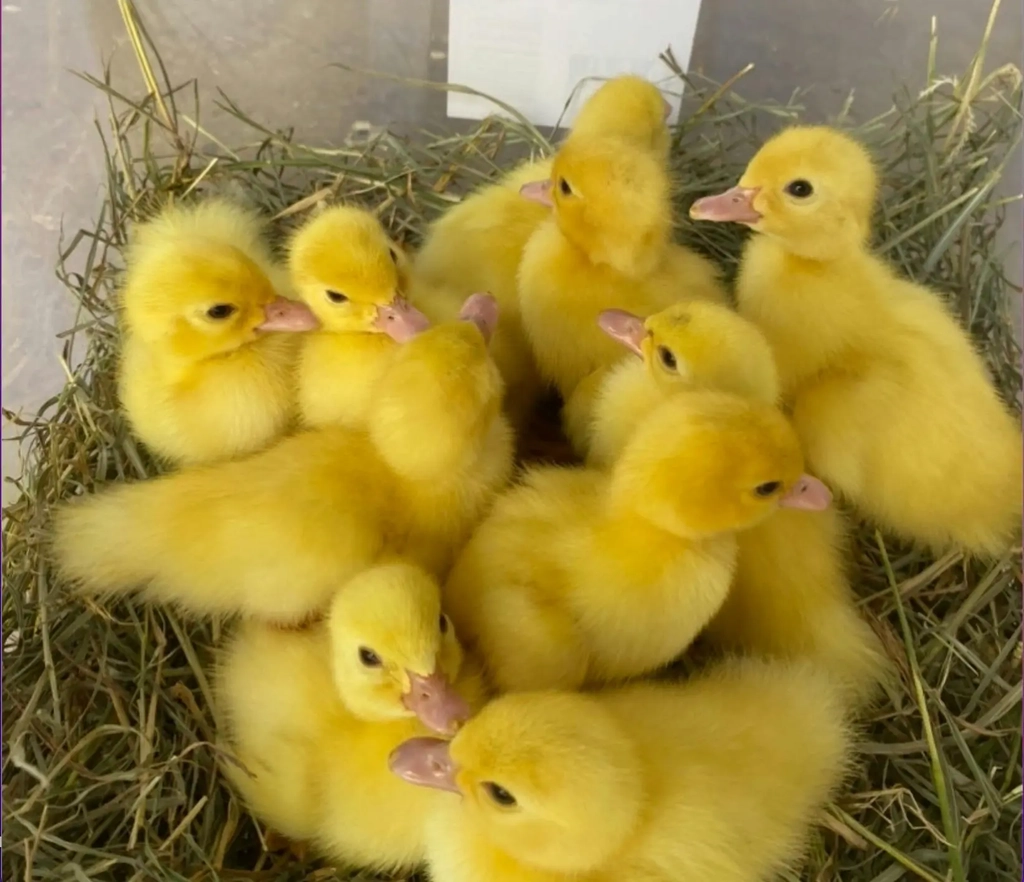 Harrisville Sunday Farm Day Image 5