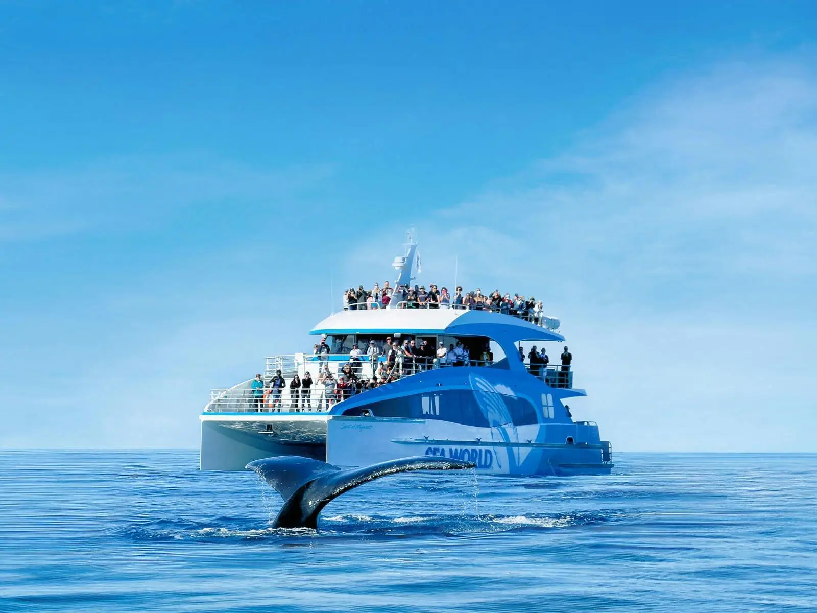 30% off Sea World Whale Watching