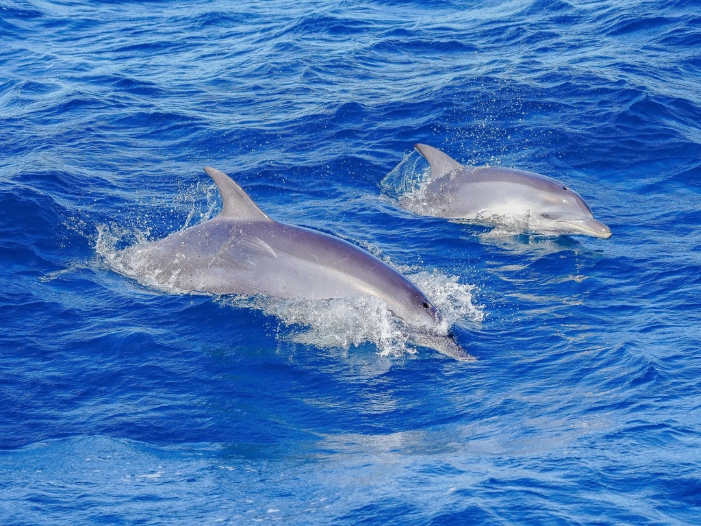 Whales In Paradise