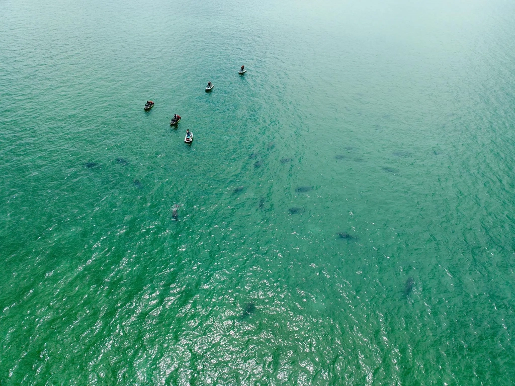 Unique encouter with group of Dugongs