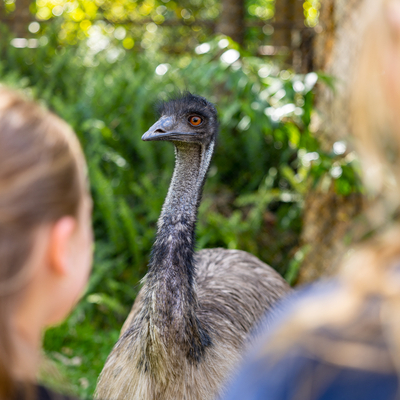 David Fleay Wildlife Park