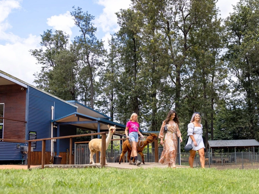 @ Mountview Alpaca Farm