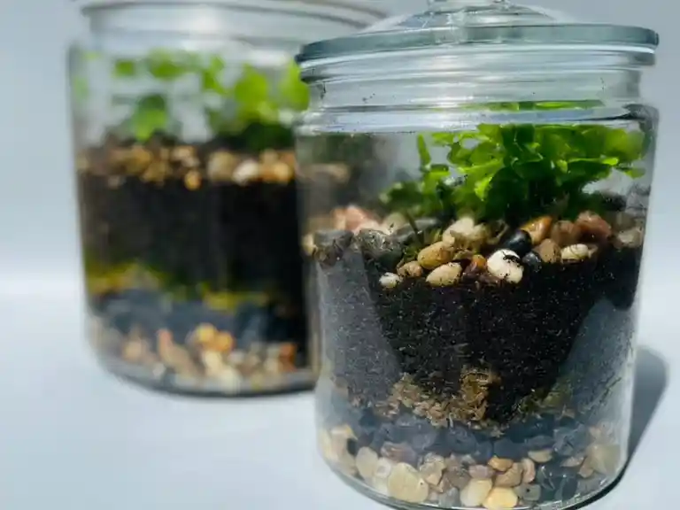 Learn to create your own terrarium - Mount Tamborine Sip 'n' Dip Image 2