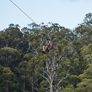 Treetop Challenge.jpg