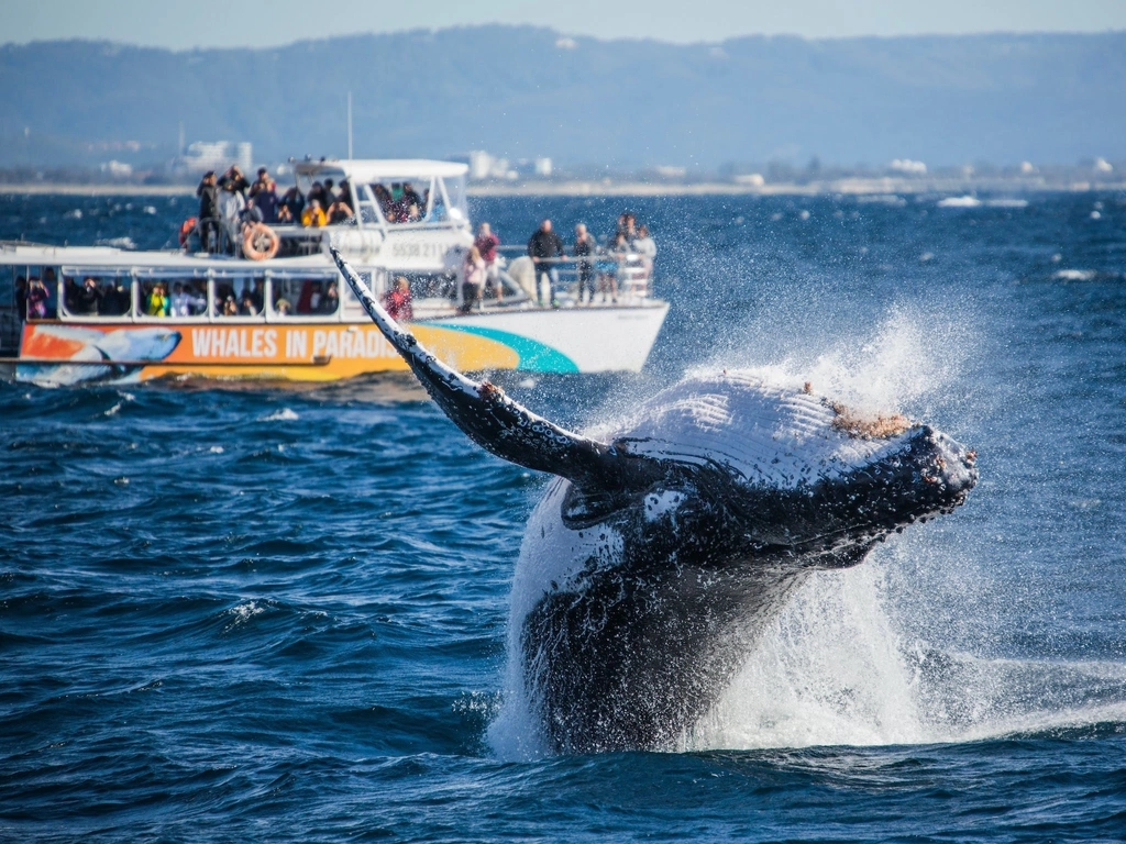 Whales In Paradise