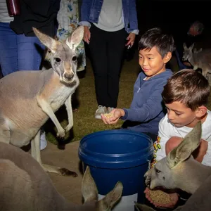 Twilight Tour at Currumbin Wildlife Sanctuary Image 1