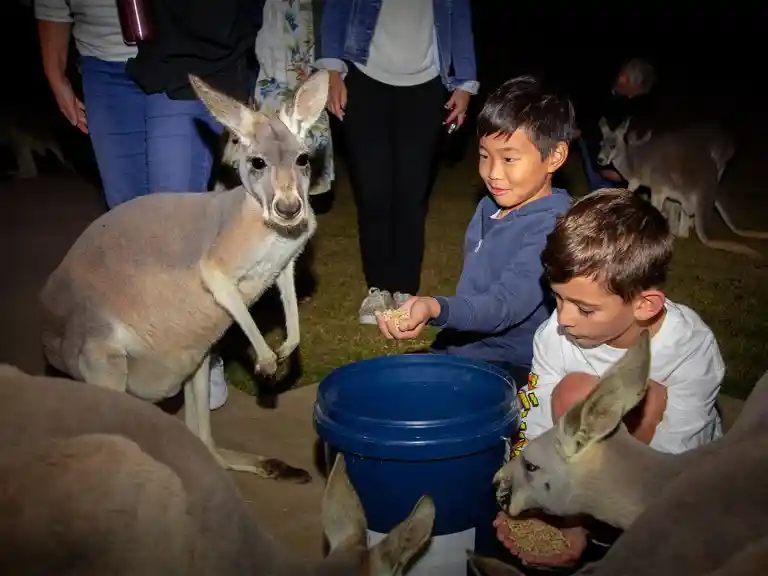 Twilight Tour at Currumbin Wildlife Sanctuary Image 1