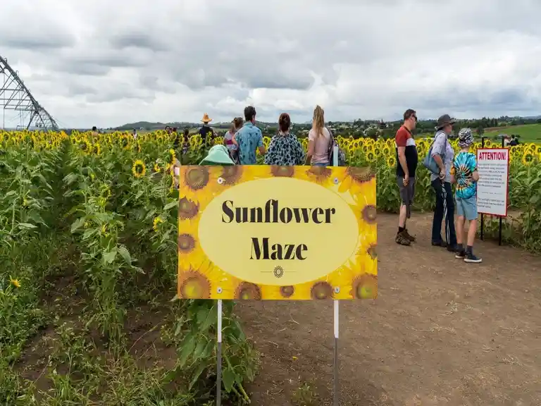 Kalbar Sunflower Festival Image 6