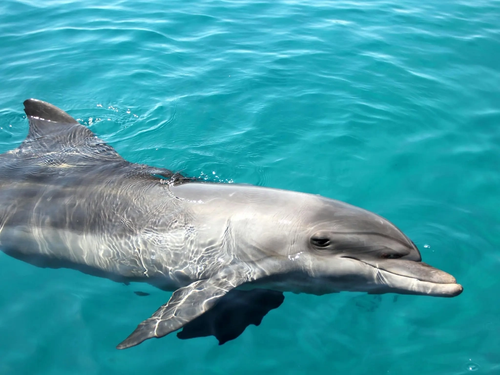 Bottle-nose dolphin with head out of blue water