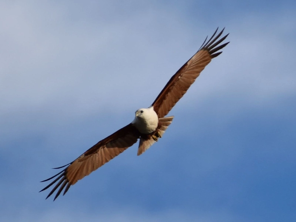 Osprey