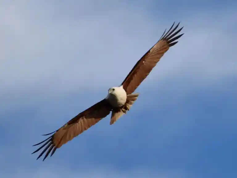 Osprey