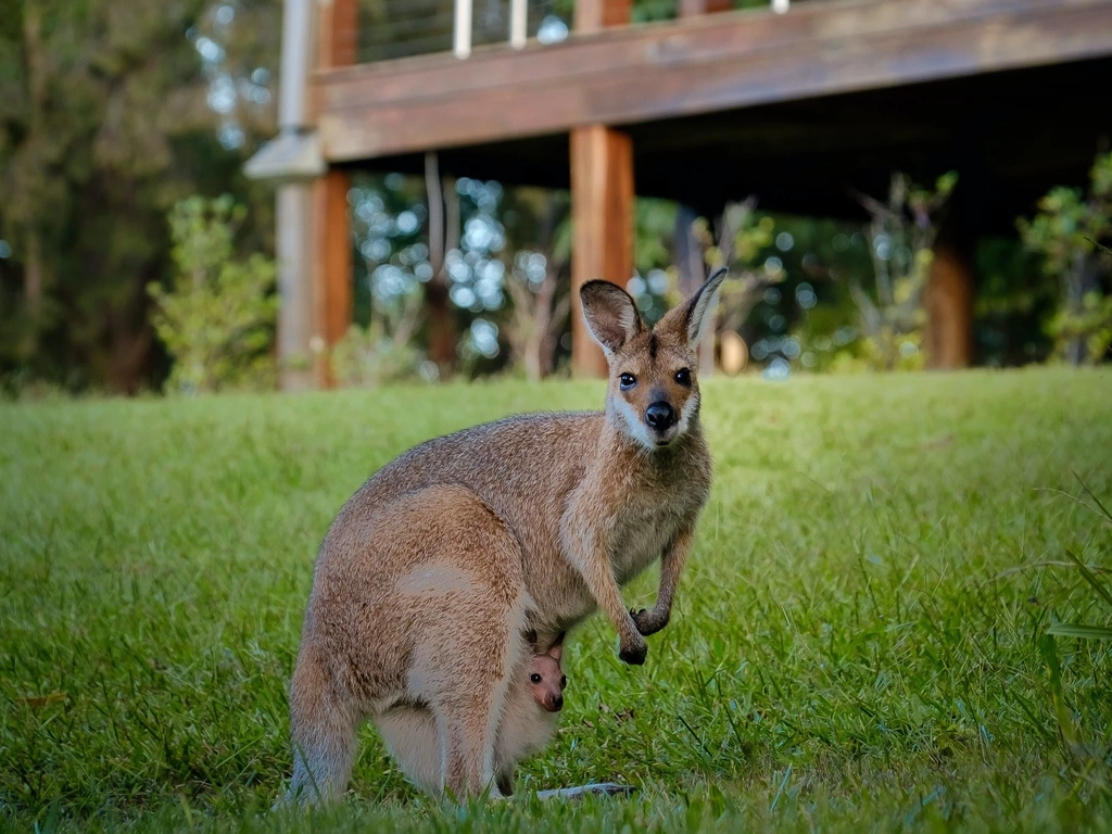 Wallaby and joey at Gwinganna