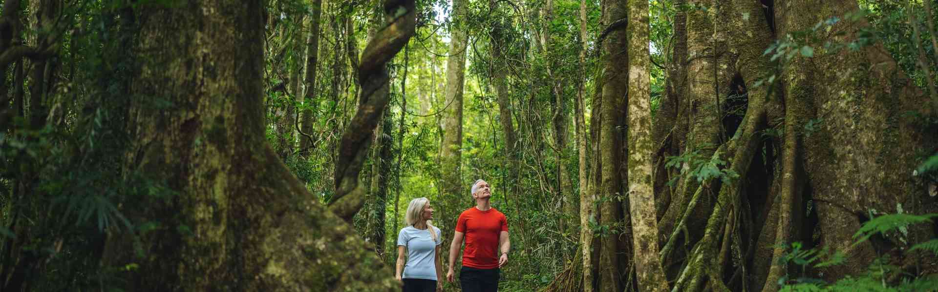 The Complete Guide to Lamington National Park