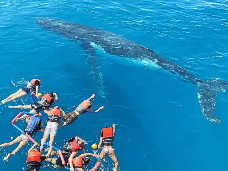 Gold Coast Swim With Whales Aqua Adventures