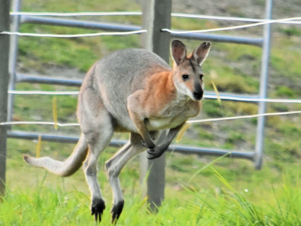 Gold Coast Equestrian Centre Destination Gold Coast