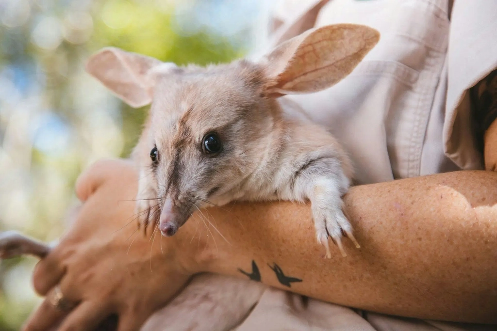 Easter Bilby Week at Dreamworld Image 2