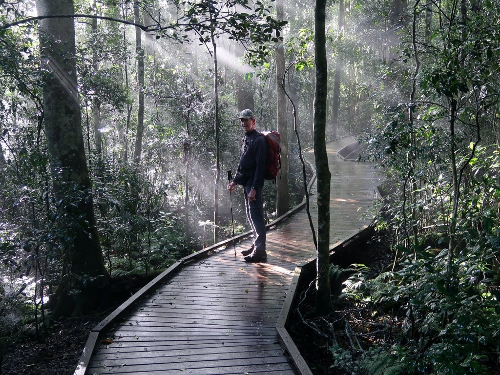 Booyong Walk Oreillys Rainforest Retreat