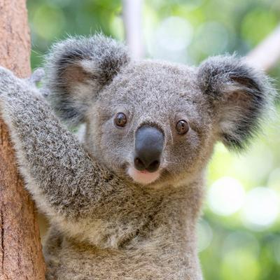 Currumbin Wildlife Sanctuary