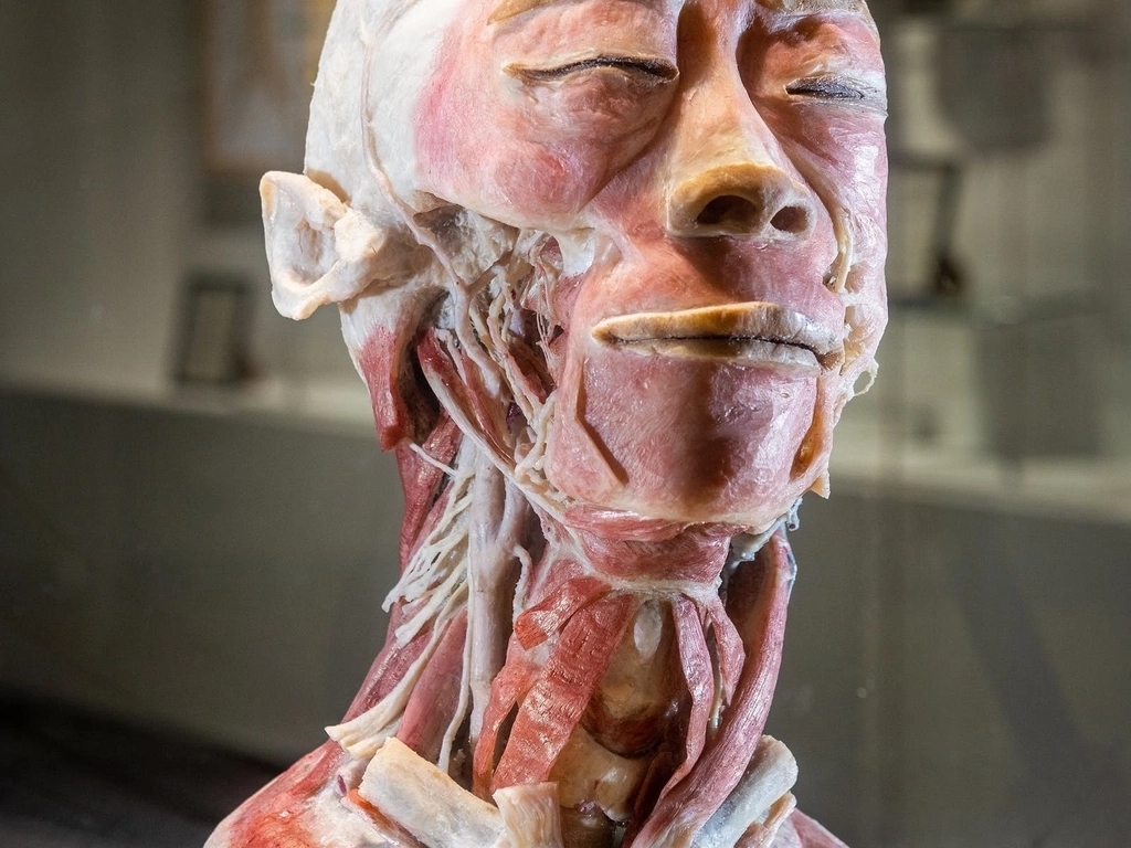 Sculpture - The Real Human Anatomy Exhibition