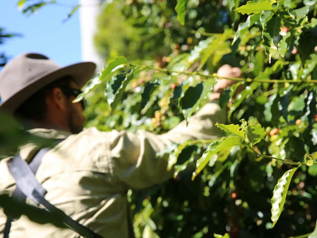 TMCP team harvesting coffee cherries