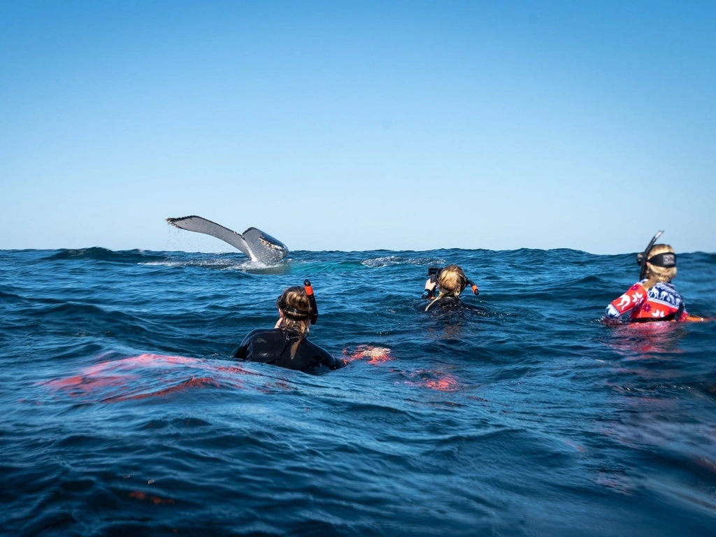 Swim with Whales - a truly unforgettable experience