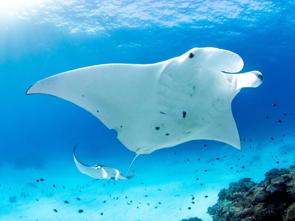 Lady Elliot Island