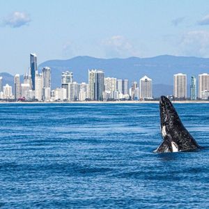 whale watching