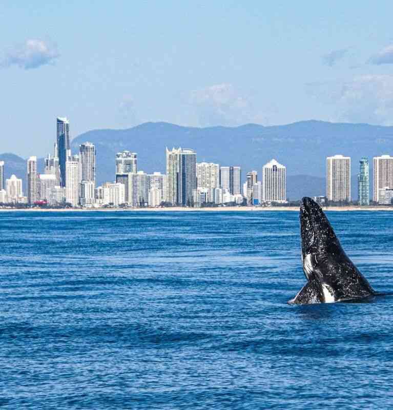 Gold Coast Whale Watching Guide