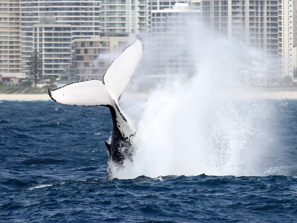 Spirit of Gold Coast Whale Watching