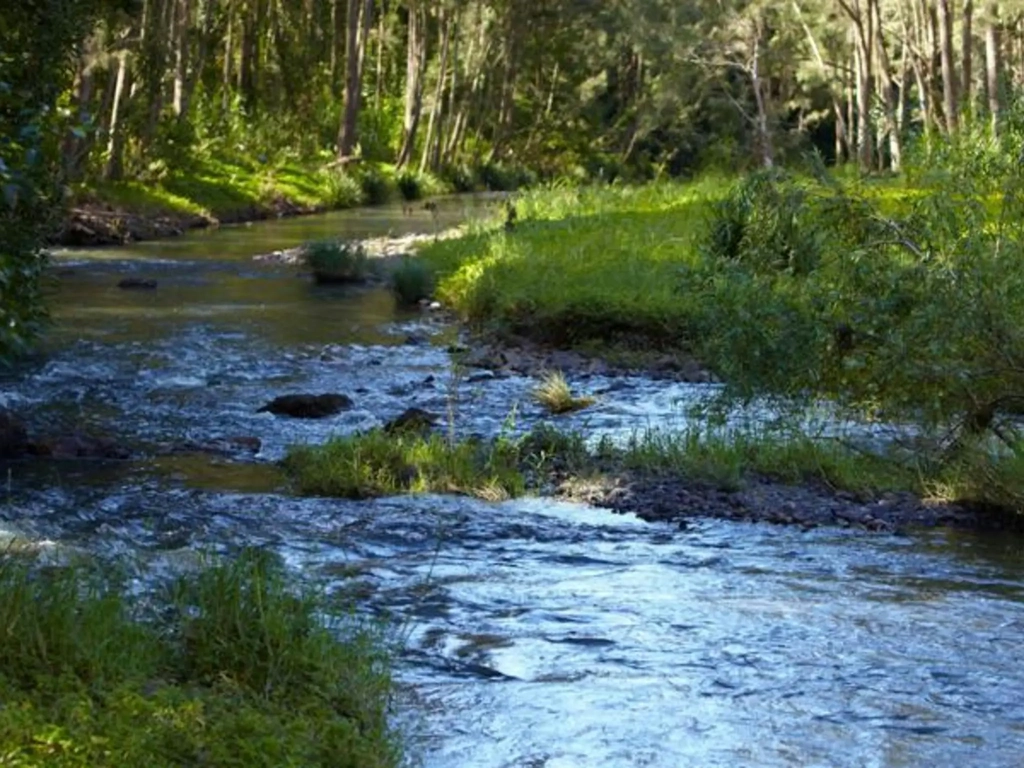 Tallebudgera Veg Sanctuary.