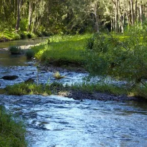 Tallebudgera Veg Sanctuary.