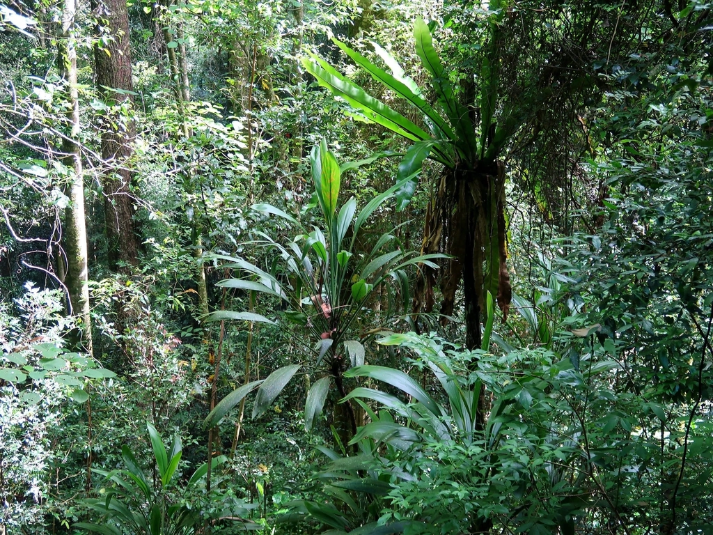 Birds nest ferns Lamington National Park