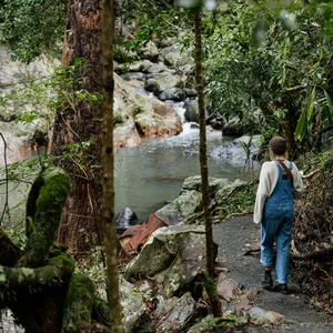 Cedar Creek at Tamborine Mountain Glades