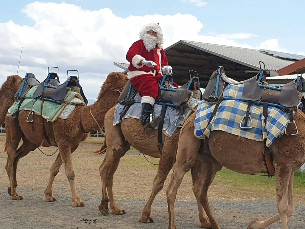 Christmas Markets - Summer Land Camels Image 2