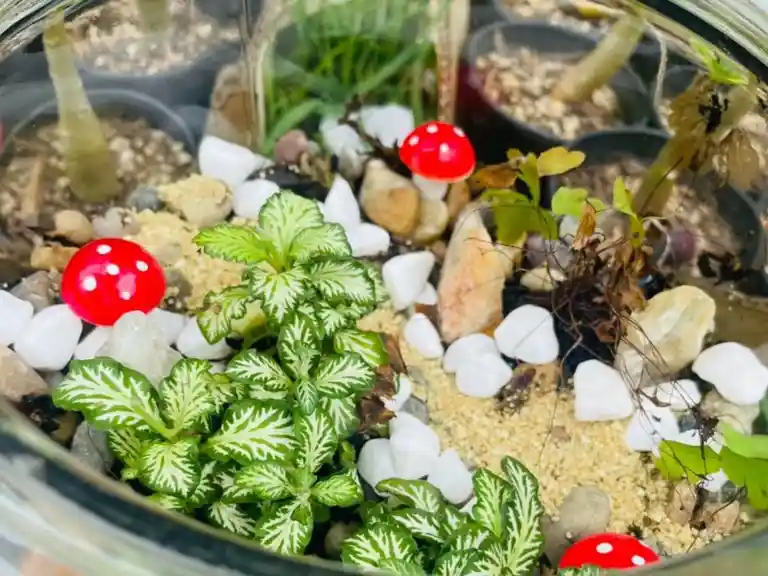 Learn to create your own terrarium - Mount Tamborine Sip 'n' Dip Image 4