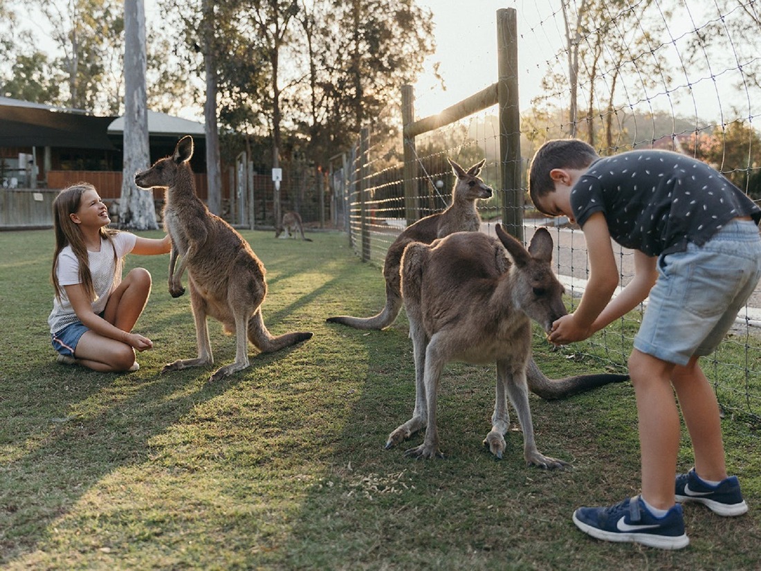 Meet kangaroo's at Paradise Country