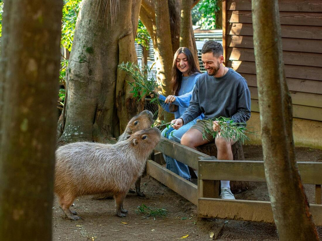 A young couple sitting on a wooden lodge hand-feeding two capybaras branches of bamboo.